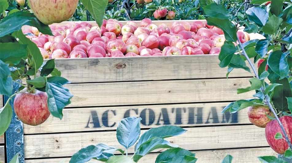 AC Goatham & Son apples